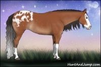 Horse Color:Bay Splash Appaloosa Rabicano 