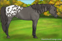 Horse Color:Grullo Appaloosa 