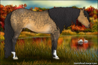 Horse Color:Buckskin Dun 