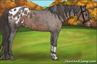 Horse Color:Liver Chestnut Tobiano Appaloosa 
