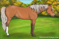 Horse Color:Silver Bay