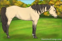 Horse Color:Buckskin Dun 