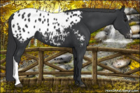 Horse Color:Black Appaloosa 