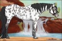 Horse Color:Blue Roan Appaloosa 