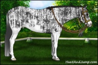 Horse Color:Blue Roan Splash Frame Near Fewspot Rabicano and White Spotted Black Splash Frame Rabicano
