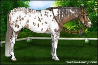 Horse Color:Brown Dun Frame and Chocolate Palomino Tobiano Frame Appaloosa