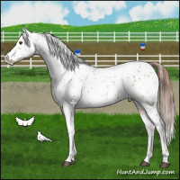 Horse Color:White Spotted Red Dun Ice Appaloosa