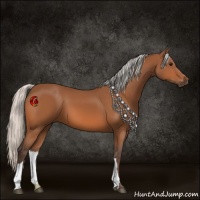 Horse Color:Silver Bay 