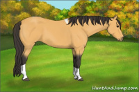 Horse Color:Buckskin Tobiano
