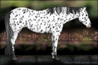 Horse Color:Blue Roan Near Leopard 
