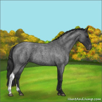 Horse Color:Blue Roan Varnish 