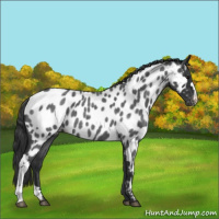 Horse Color:Blue Roan Near Leopard 
