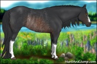 Horse Color:Brown Rabicano 