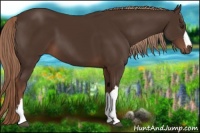 Horse Color:Liver Chestnut 