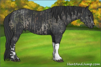 Horse Color:Grullo  and Black 