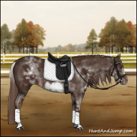 Horse Color:White Spotted Liver Chestnut Sabino Frame 