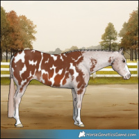 Horse Color:Chestnut Near Leopard 