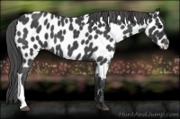 Horse Color:Blue Roan Near Leopard 