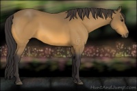 Horse Color:Buckskin 