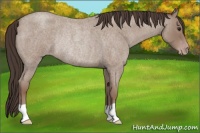 Horse Color:Classic Champagne Roan Rabicano 