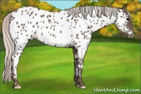 Horse Color:Silver Black Appaloosa Rabicano 