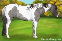 Horse Color:Smoky Blue Roan Tobiano Rabicano 