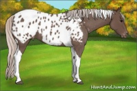 Horse Color:Silver Blue Roan Tobiano Appaloosa