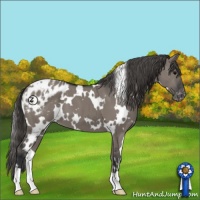 Horse Color:White Spotted Grullo Appaloosa 