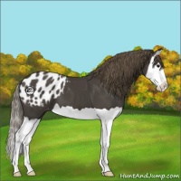 Horse Color:Smoky Black Splash Appaloosa 
