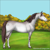 Horse Color:Chocolate Brown Chinchilla Sabino 
