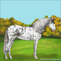 Horse Color:Midnight Perlino Appaloosa  and Midnight Amber Champagne Splash Tobiano 