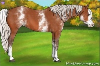 Horse Color:White Spotted Silver Bay Splash 