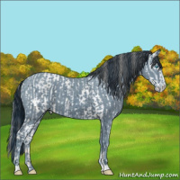 Horse Color:Perlino Near Leopard  and ERROR: UNKNOWN ANOMALY