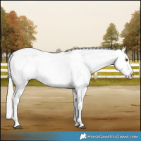 Horse Color:Red Dun Mushroom Appaloosa Brindle 