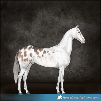 Horse Color:Liver Red Dun Sabino Appaloosa Brindle 