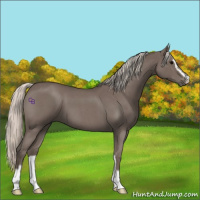 Horse Color:Silver Blue Roan Sabino 