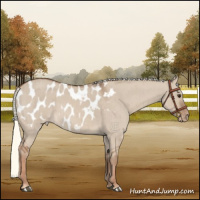 Horse Color:Red Dun Mushroom Appaloosa Brindle 
