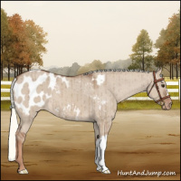 Horse Color:Red Dun Mushroom Appaloosa Brindle 