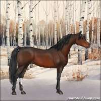 Horse Color:Brown 