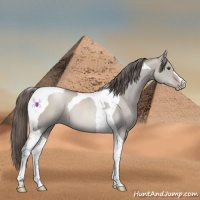 Horse Color:Platinum Grullo Pearl Tobiano 