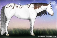 Horse Color:Bay Splash Appaloosa 