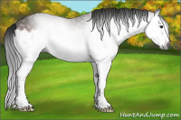 Horse Color:Gray Brown Splash 