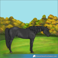 Horse Color:Black 