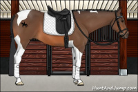 Horse Color:Bay Tobiano 