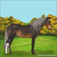 Horse Color:Silver Smoky Black 