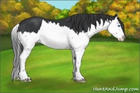 Horse Color:Black Splash 