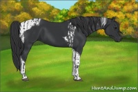 Horse Color:Black  and Black Tobiano 