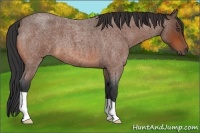 Horse Color:Unknown 
