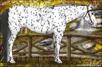 Horse Color:Black Appaloosa