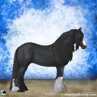 Horse Color:Black 